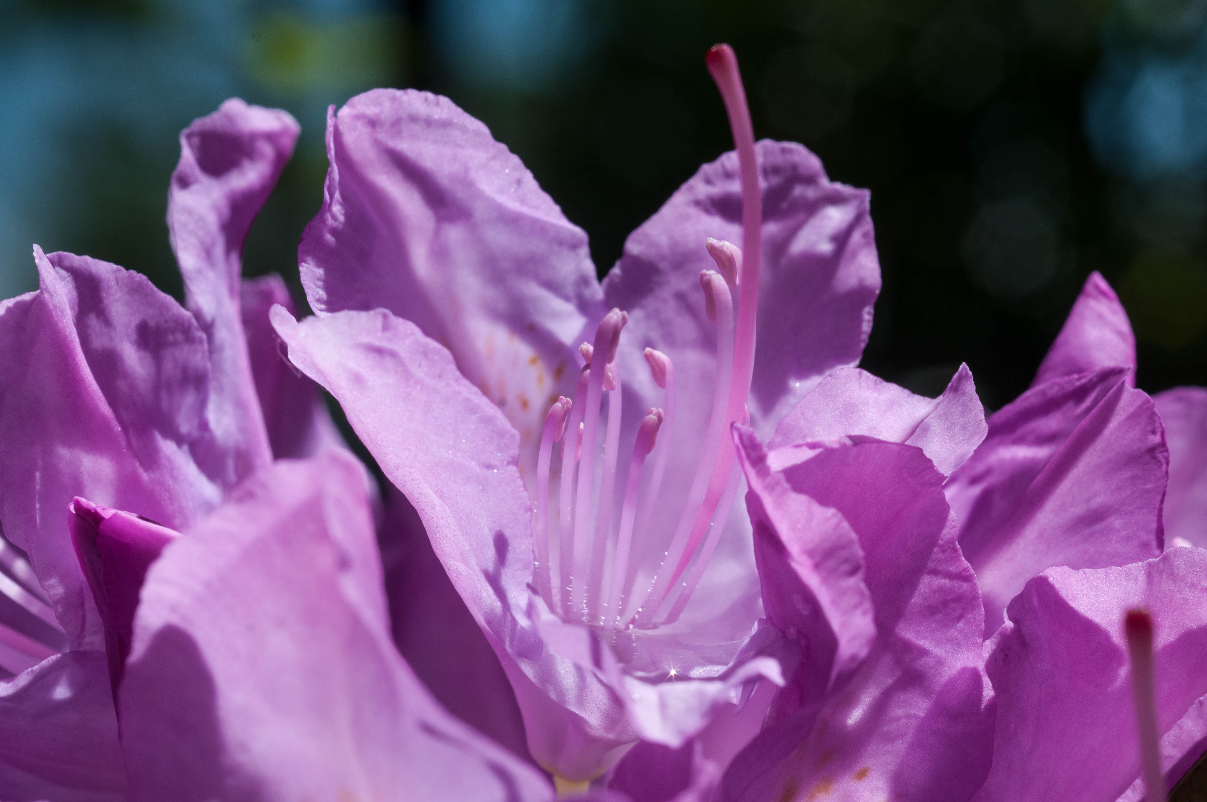 Purple flower near free image download
