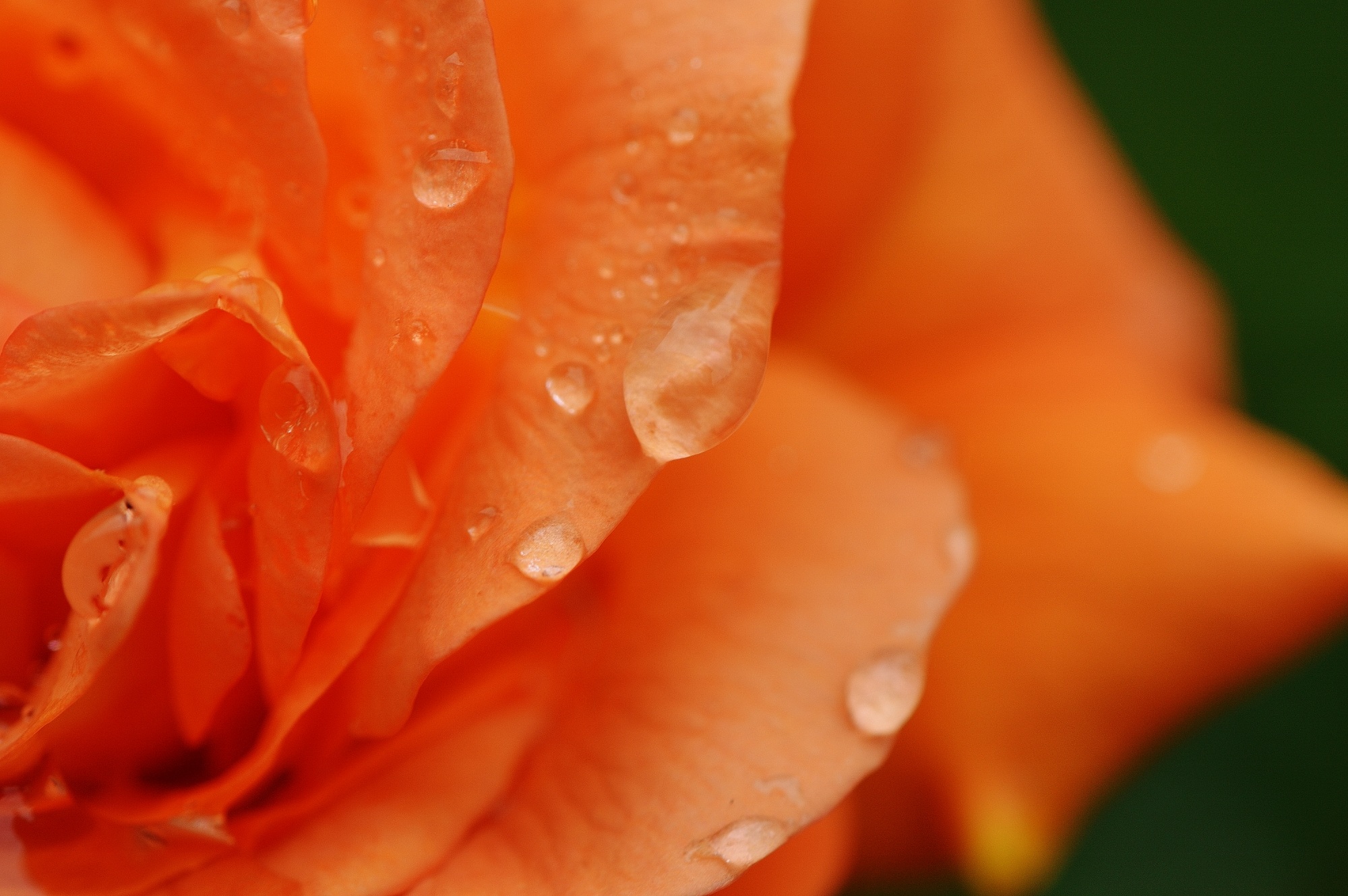 Wonderful rose plant free image download