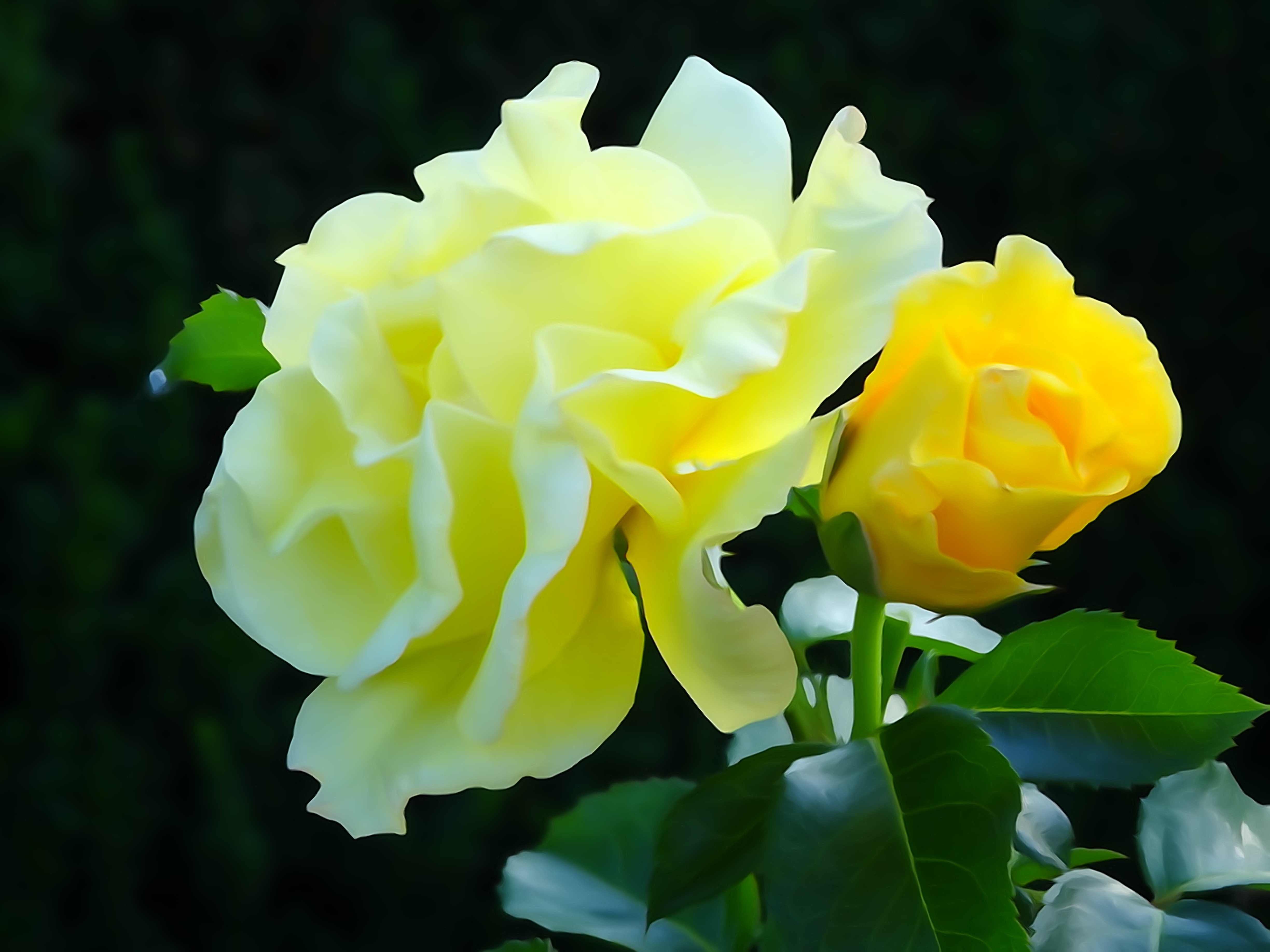 Yellow rose flowers free image download