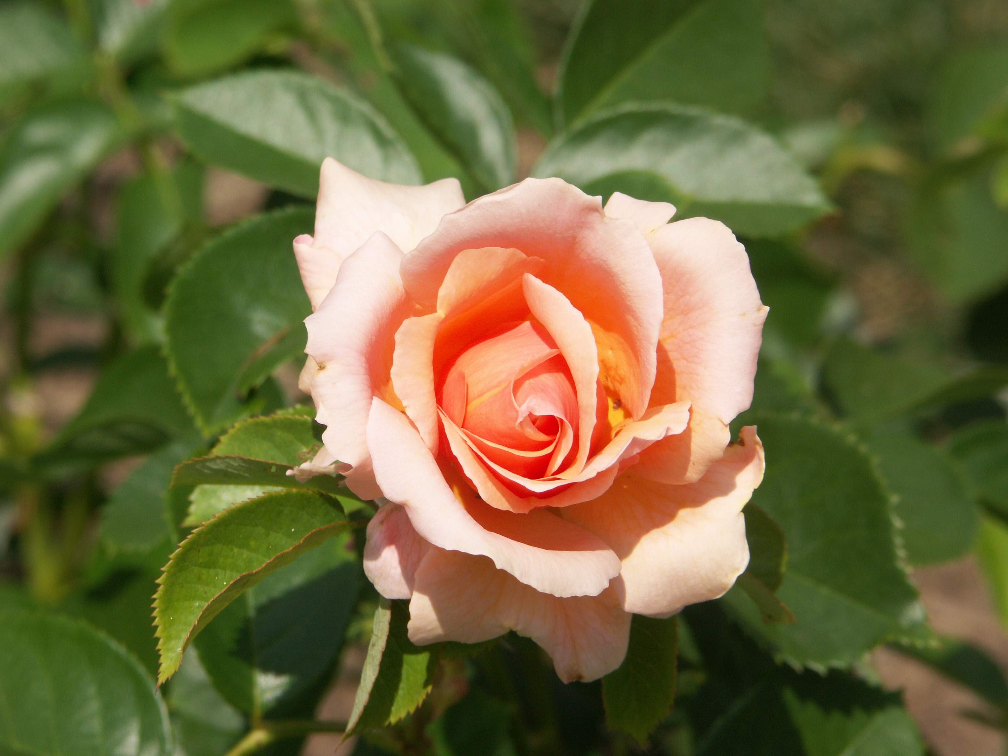 Rose plant free image download