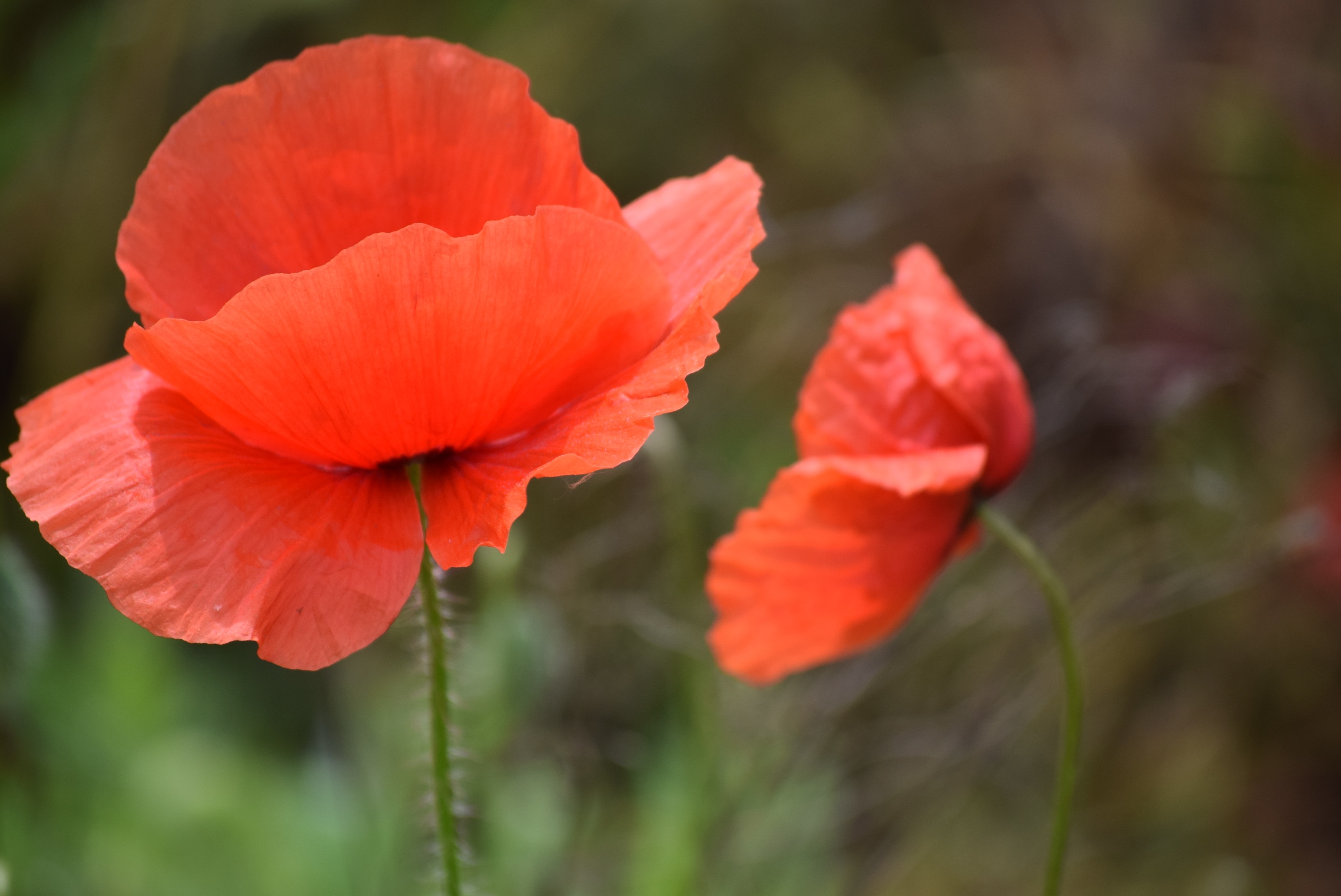 Red poppy flowers in spring free image download