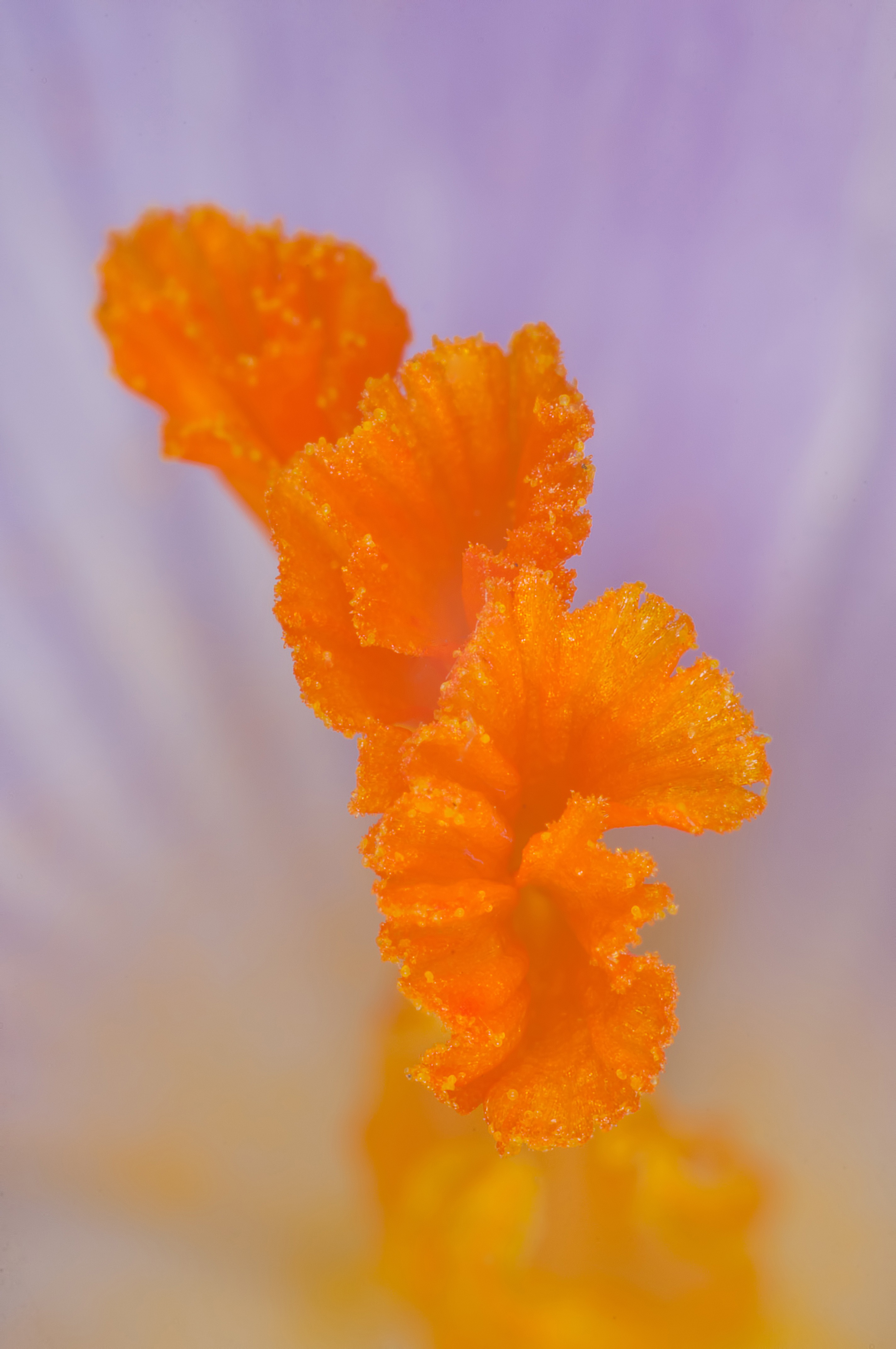 Orange stamen of violet saffron flower, macro free image download