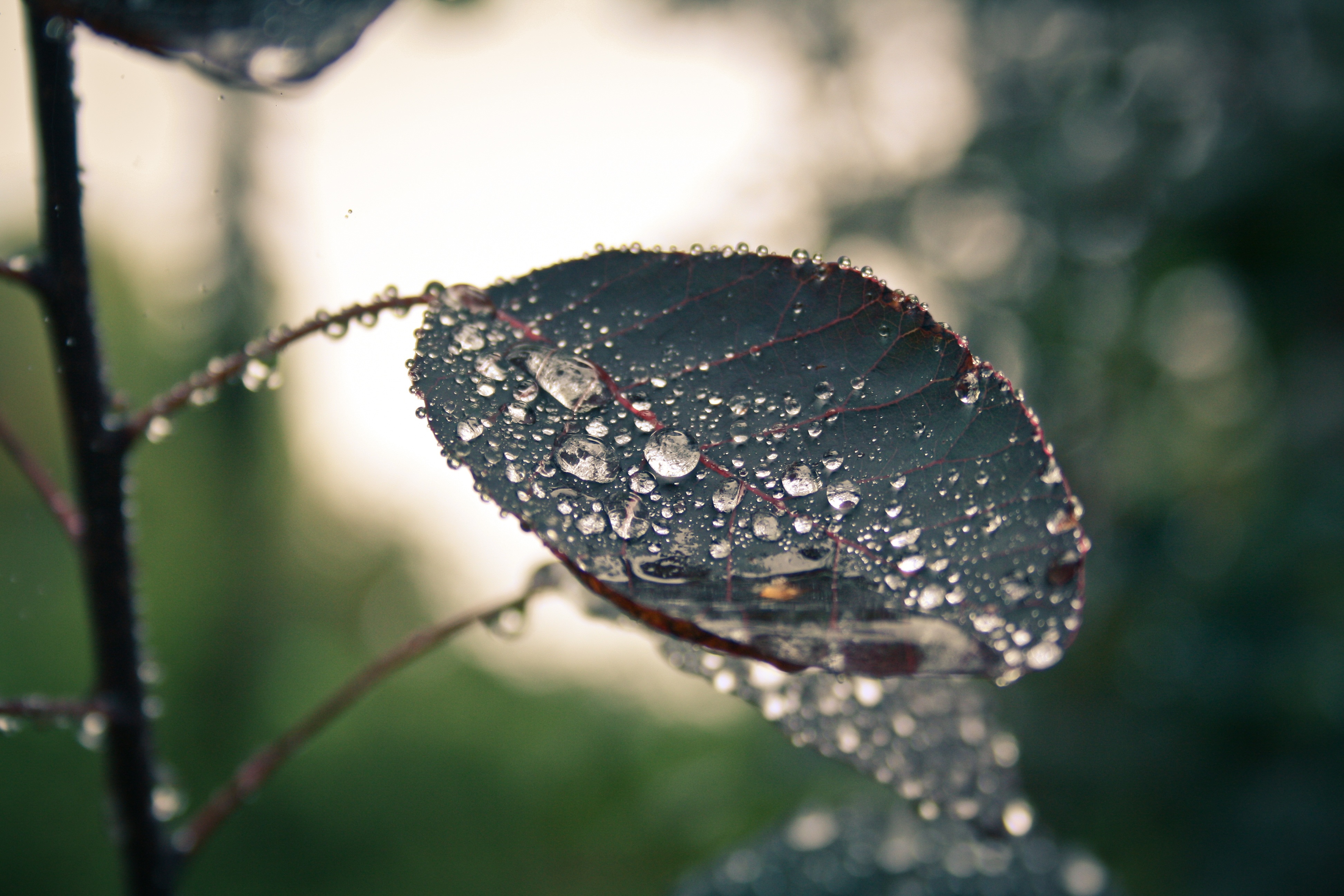 Stunningly beautiful raindrop leaf free image download