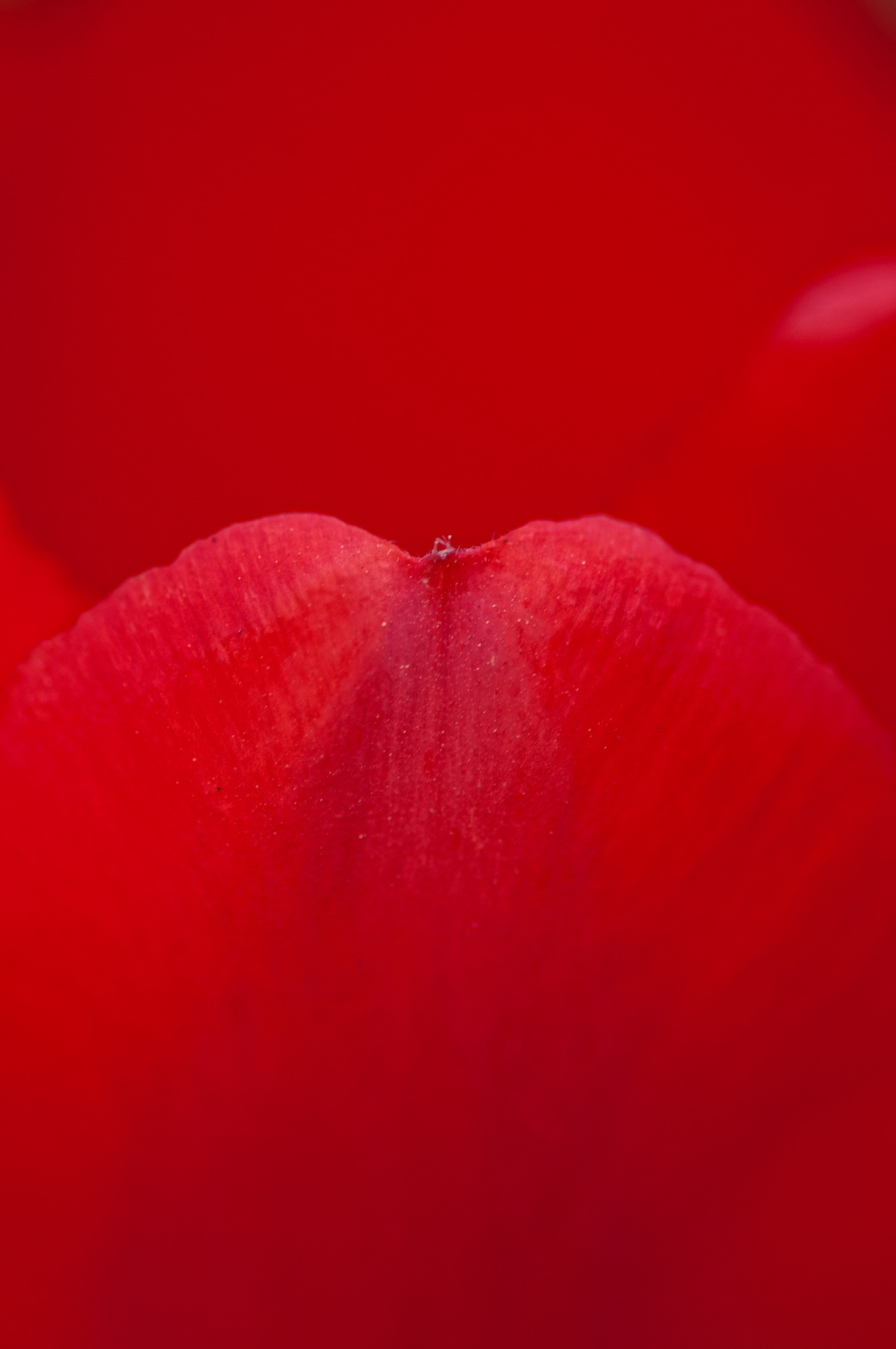 Rose petal close up free image download
