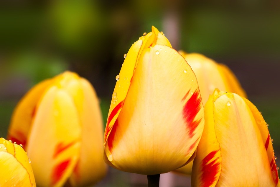 A bouquet of yellow tulips free image download