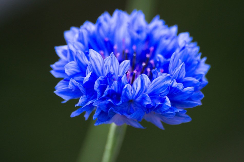 Blue cornflower flower free image download