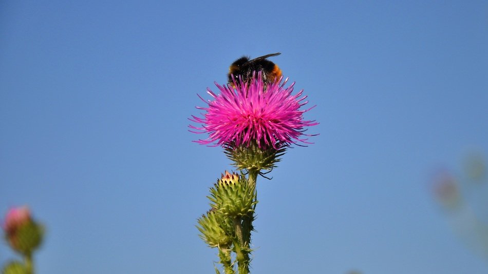 Bee on pink thistle flower free image download