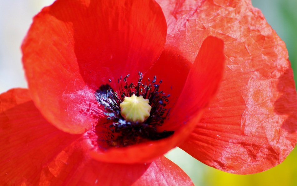 Red poppy flower close up free image download