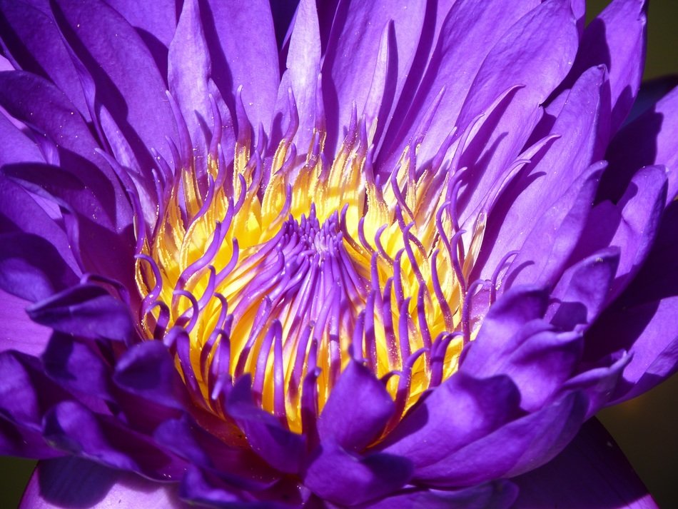 Water lily flower blossom free image download