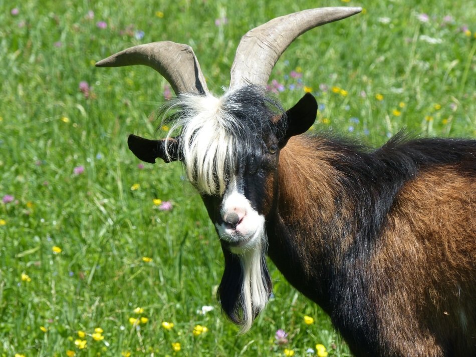 Billy goat free image download