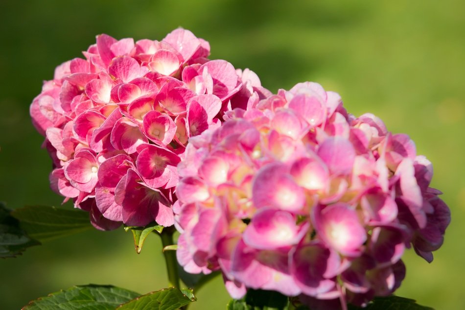 Hydrangea flowers turning red free image download