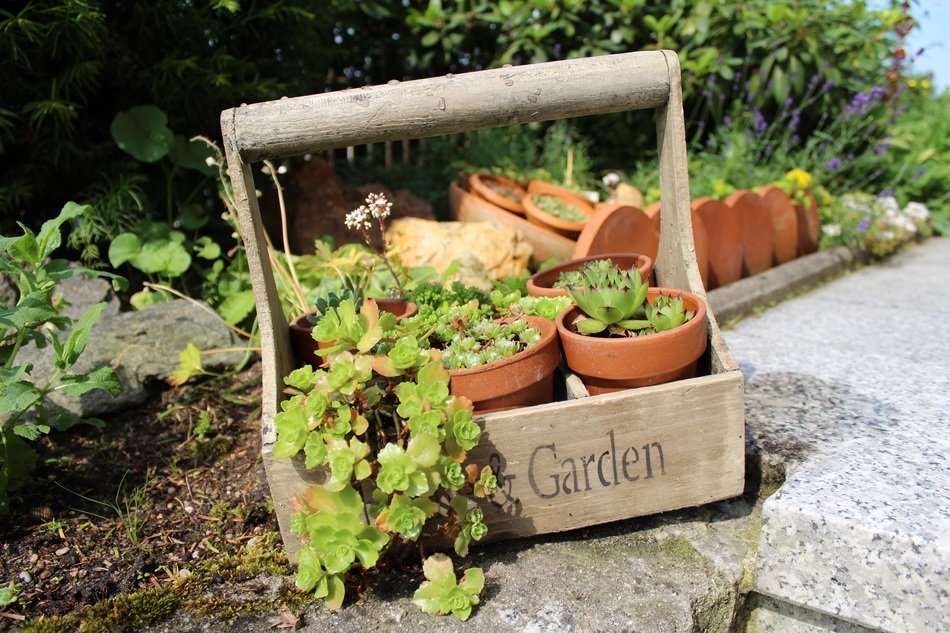 Potted plants in a wooden basket free image download