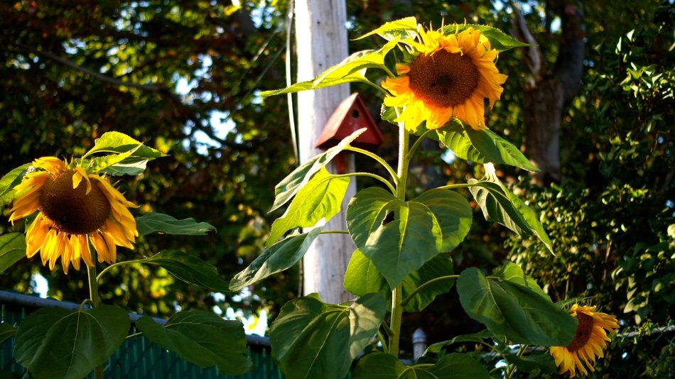 Sunflower flowers near green trees free image download