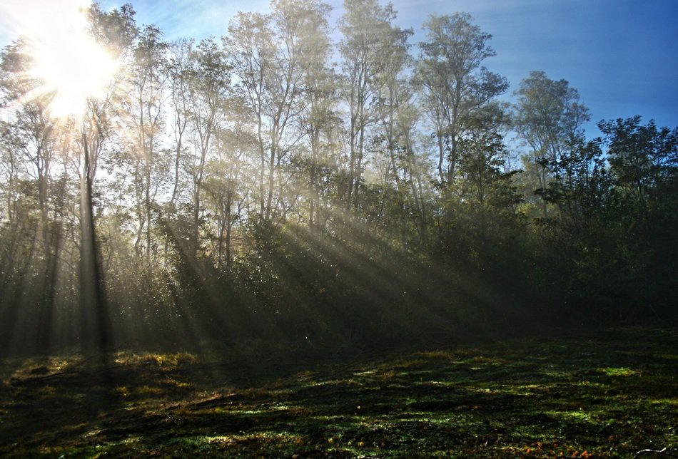 Sun rays in the morning forest free image download