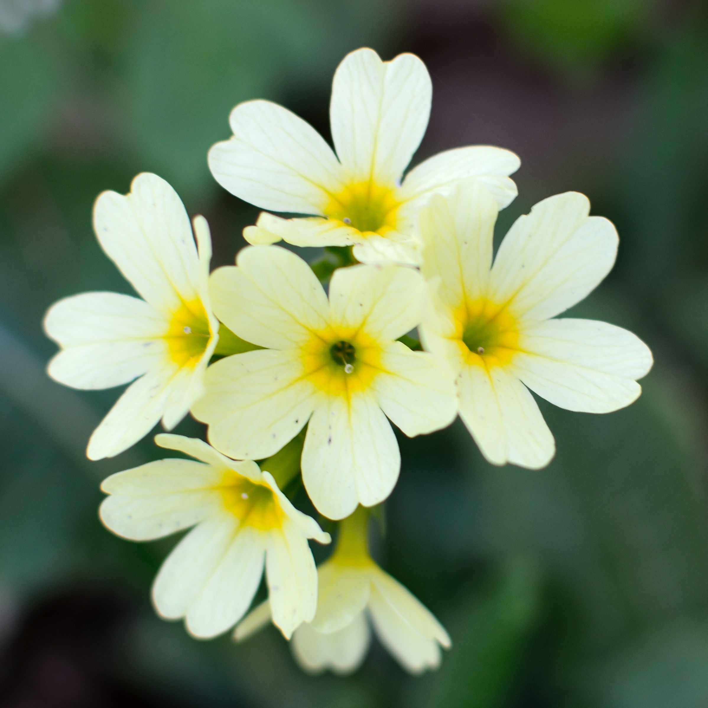 Flower with white petals and yellow middle free image download