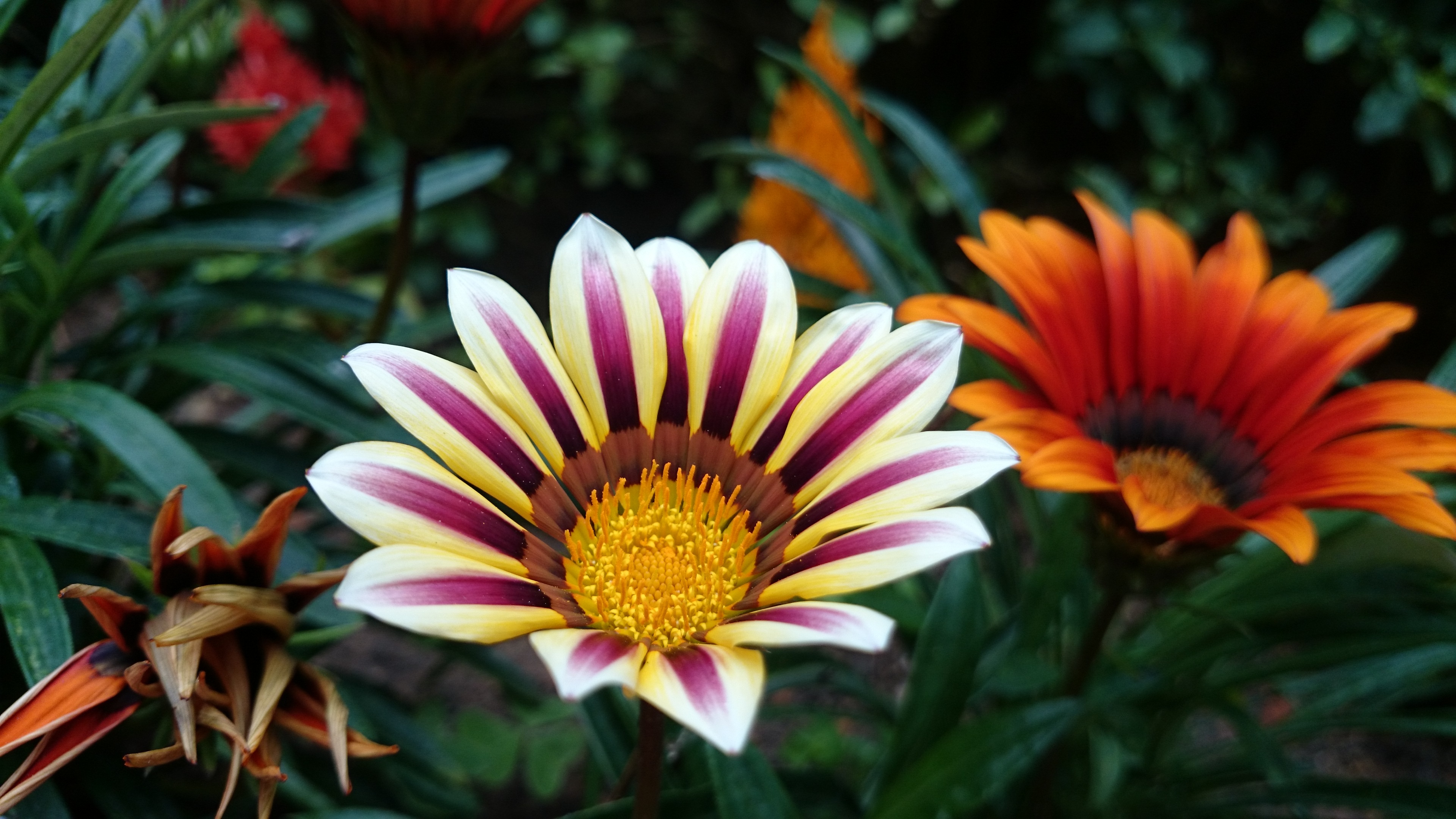 Exotic gazania flowers blossom free image download