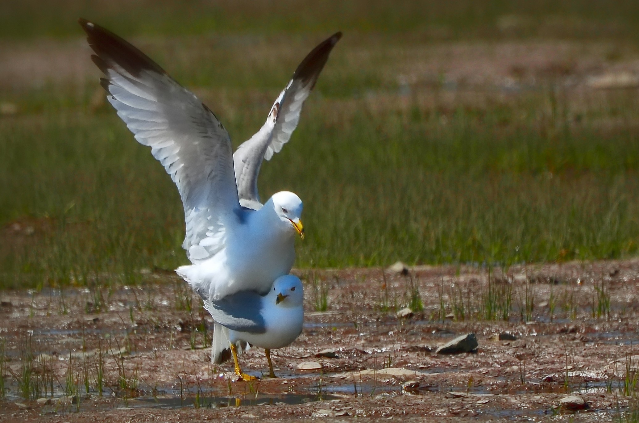 Hitch seagulls on the beach free image download
