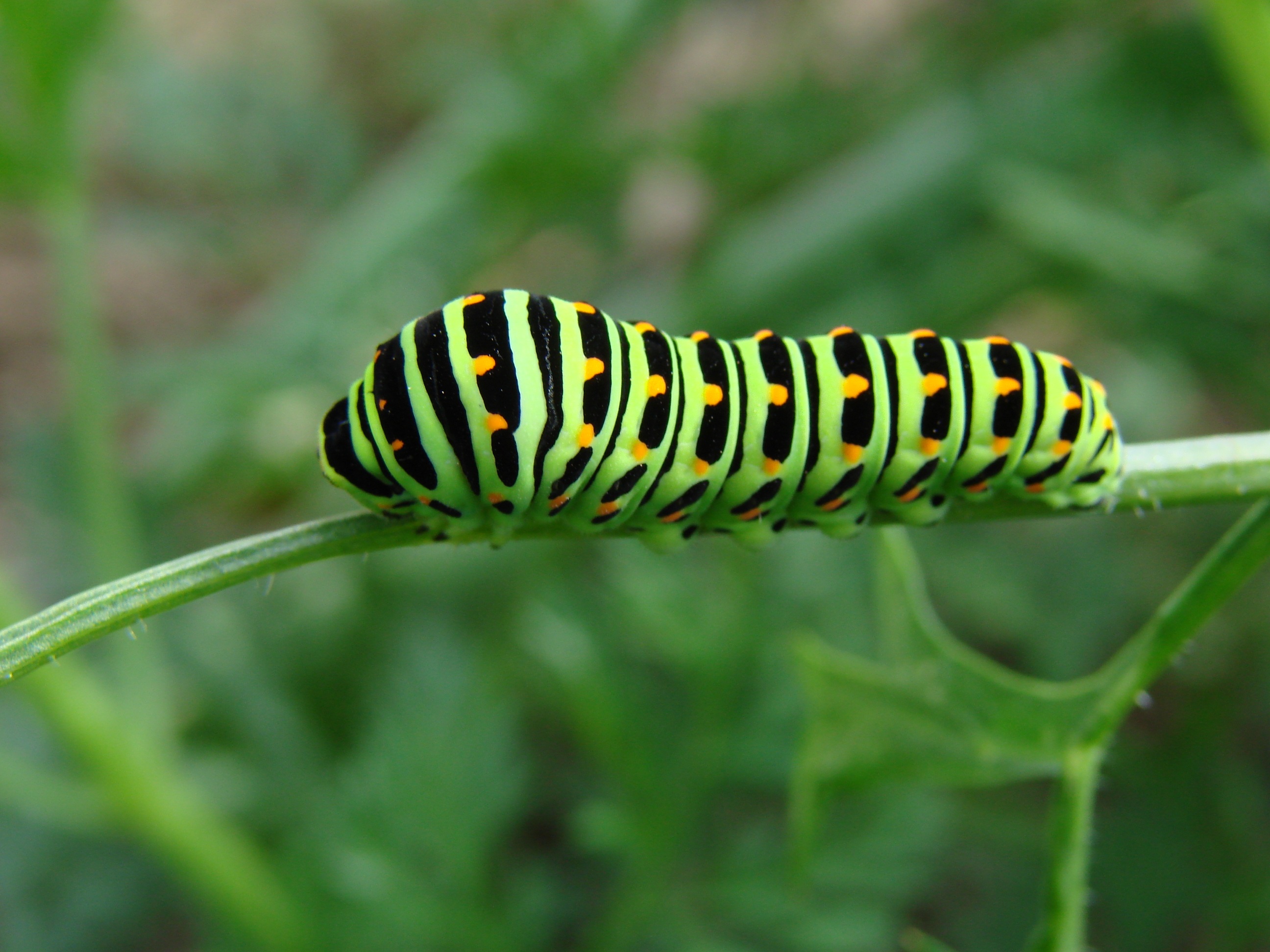 Green caterpillar with black stripes and yellow spots free image download
