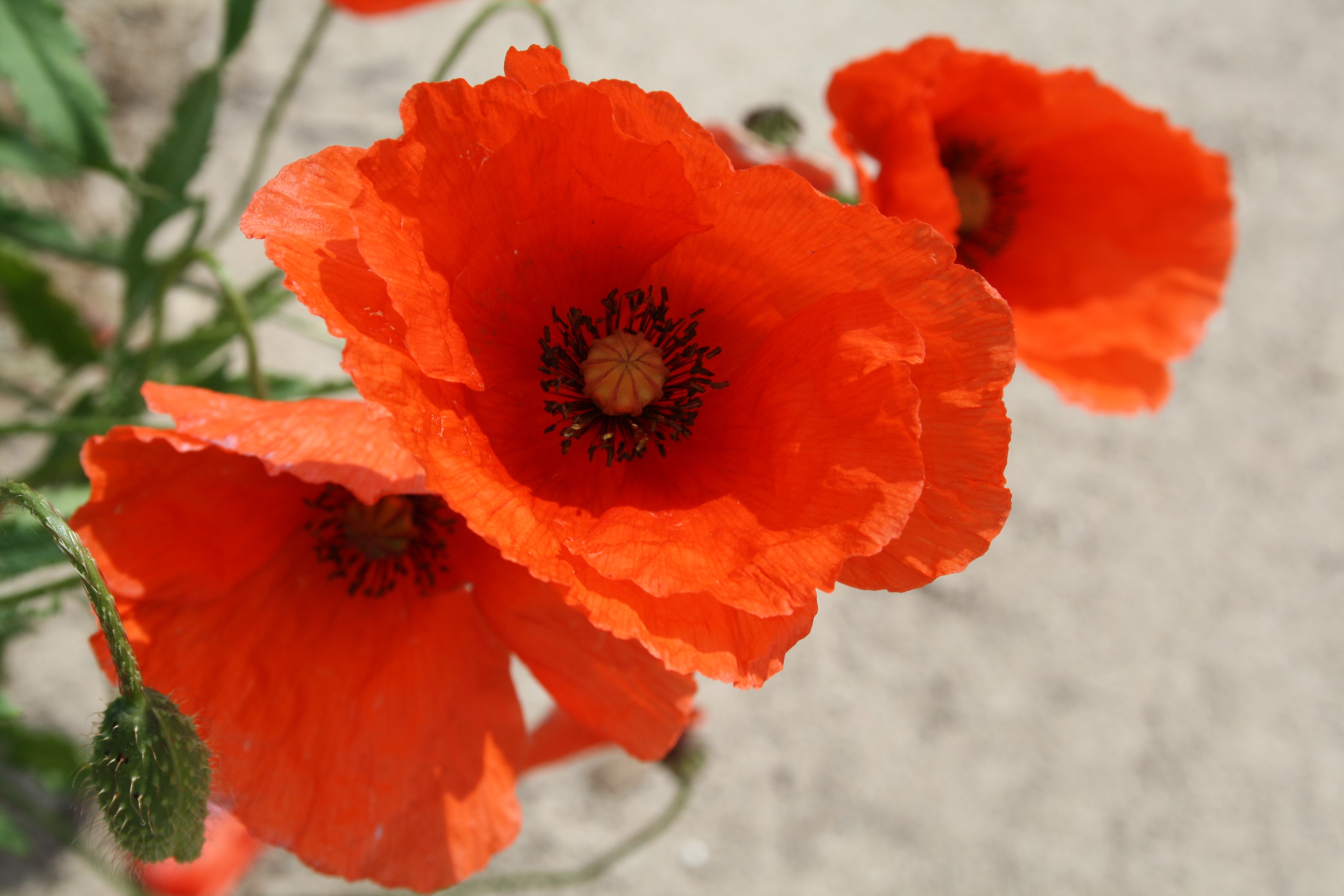 Wild poppy flowers free image download