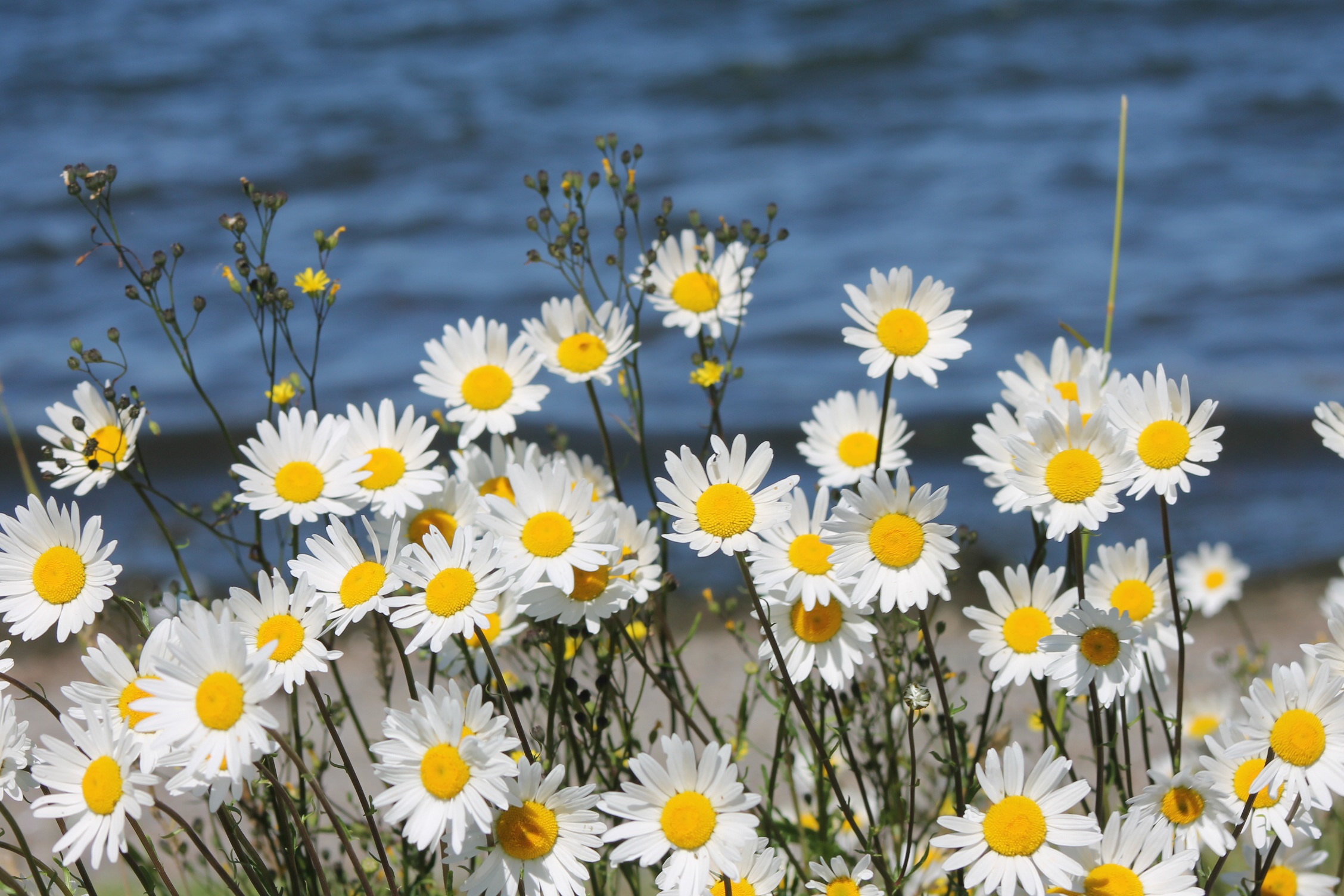 Daisies by the water free image download