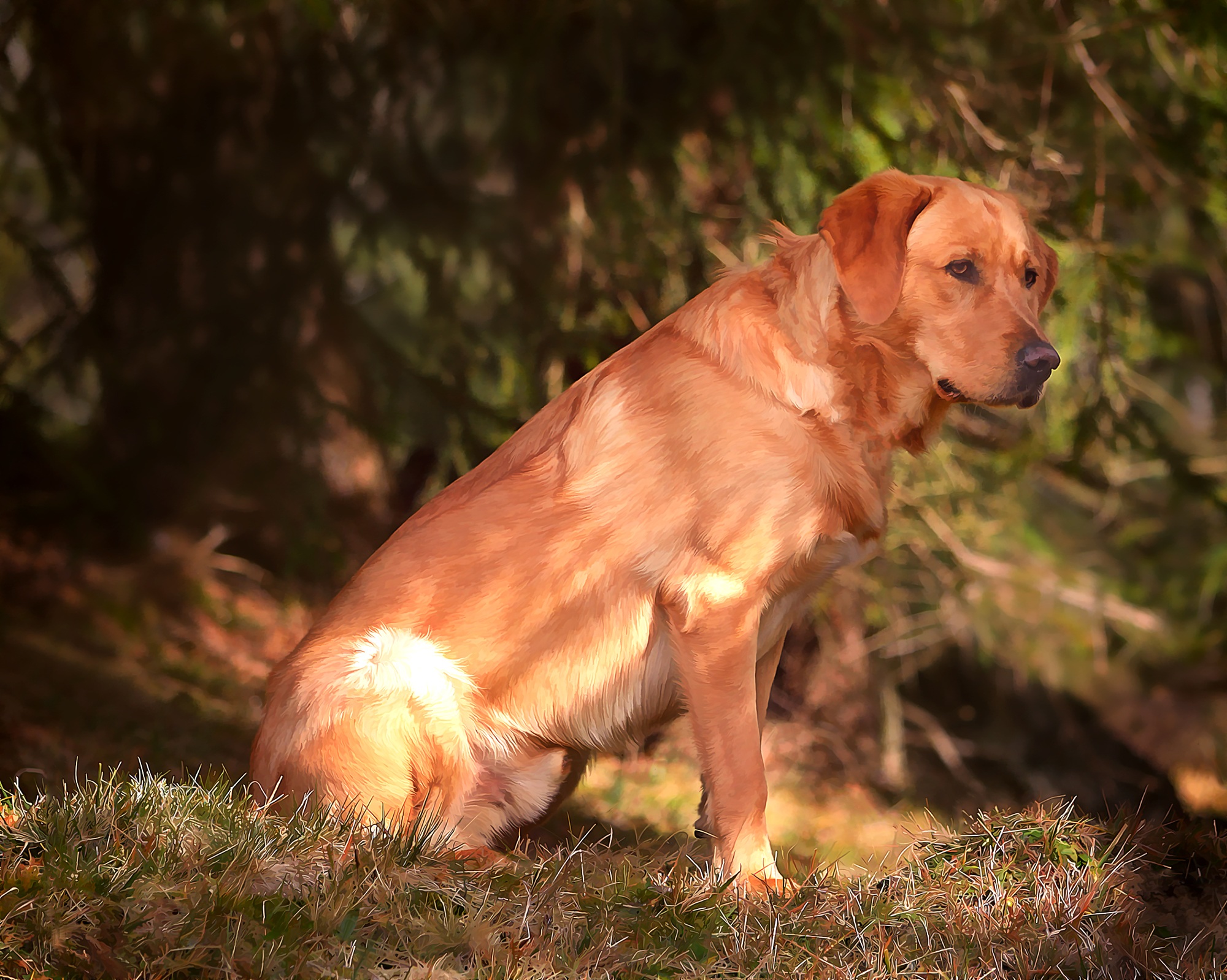 Golden labrador dog outdoor free image download