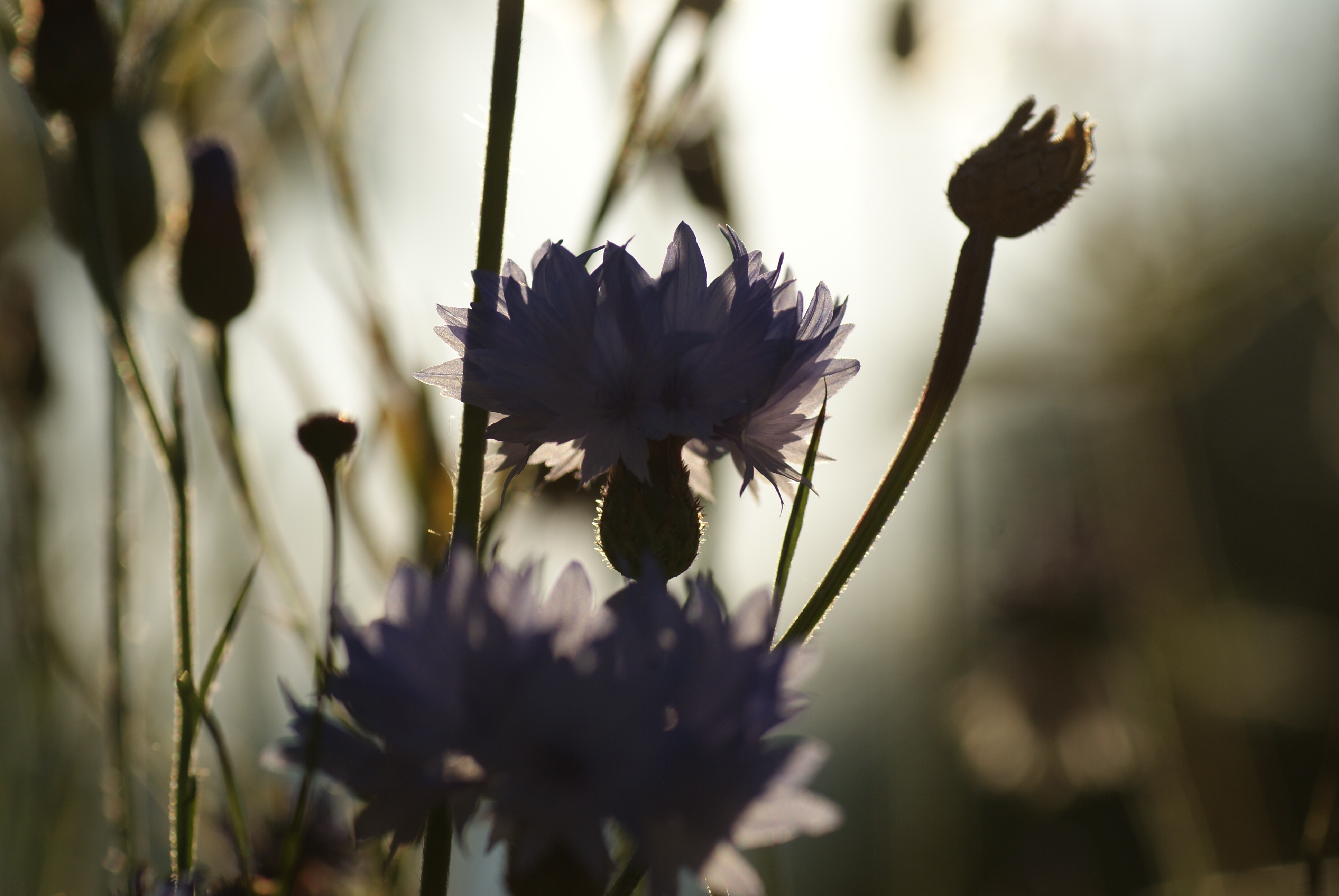 Flowers at dusk free image download
