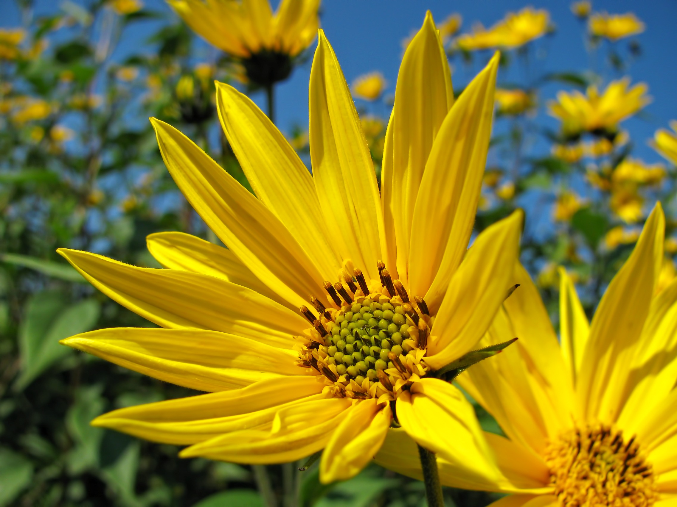 Yellow flowers on the field under the blue sky free image download