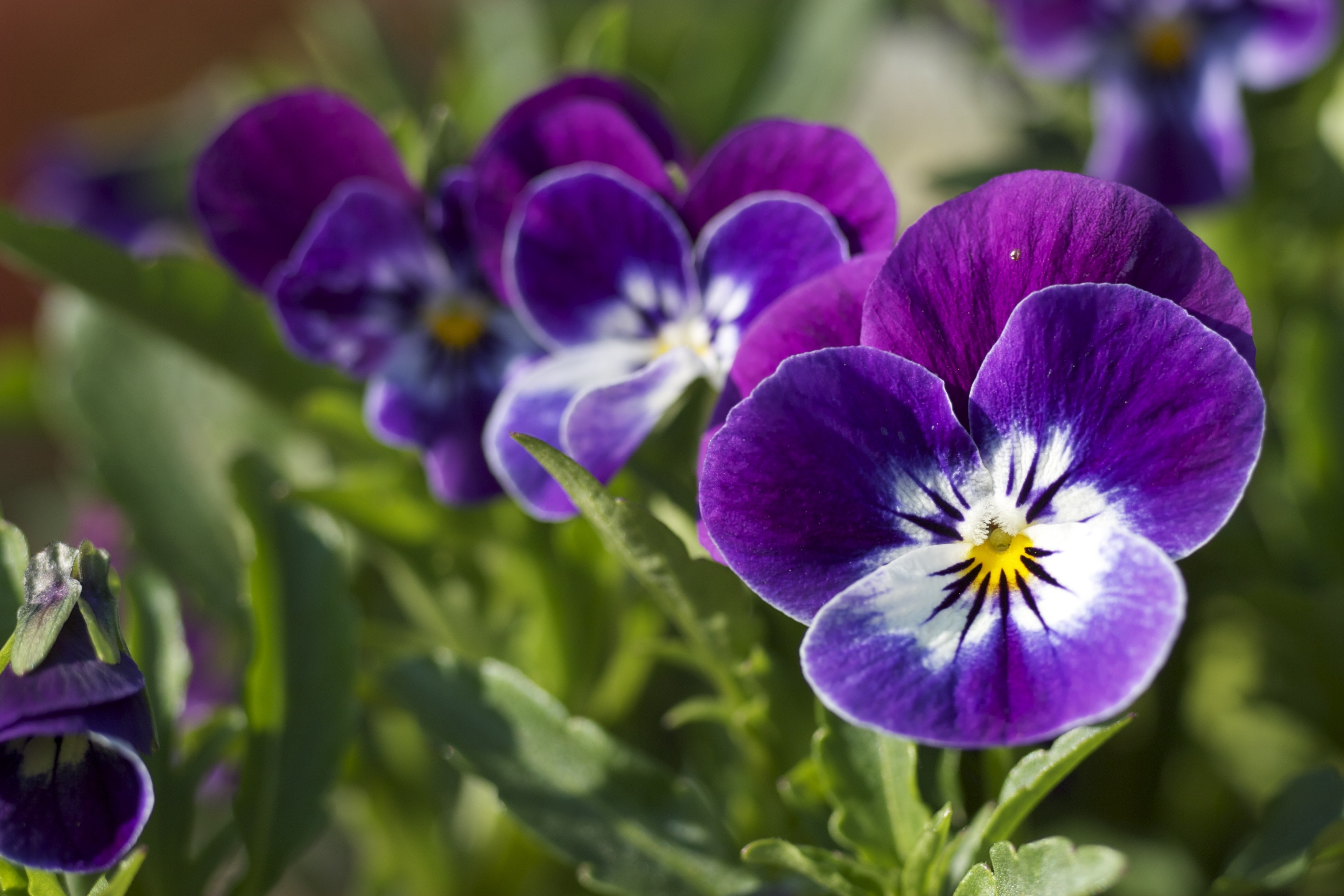 Purple delicate pansies free image download