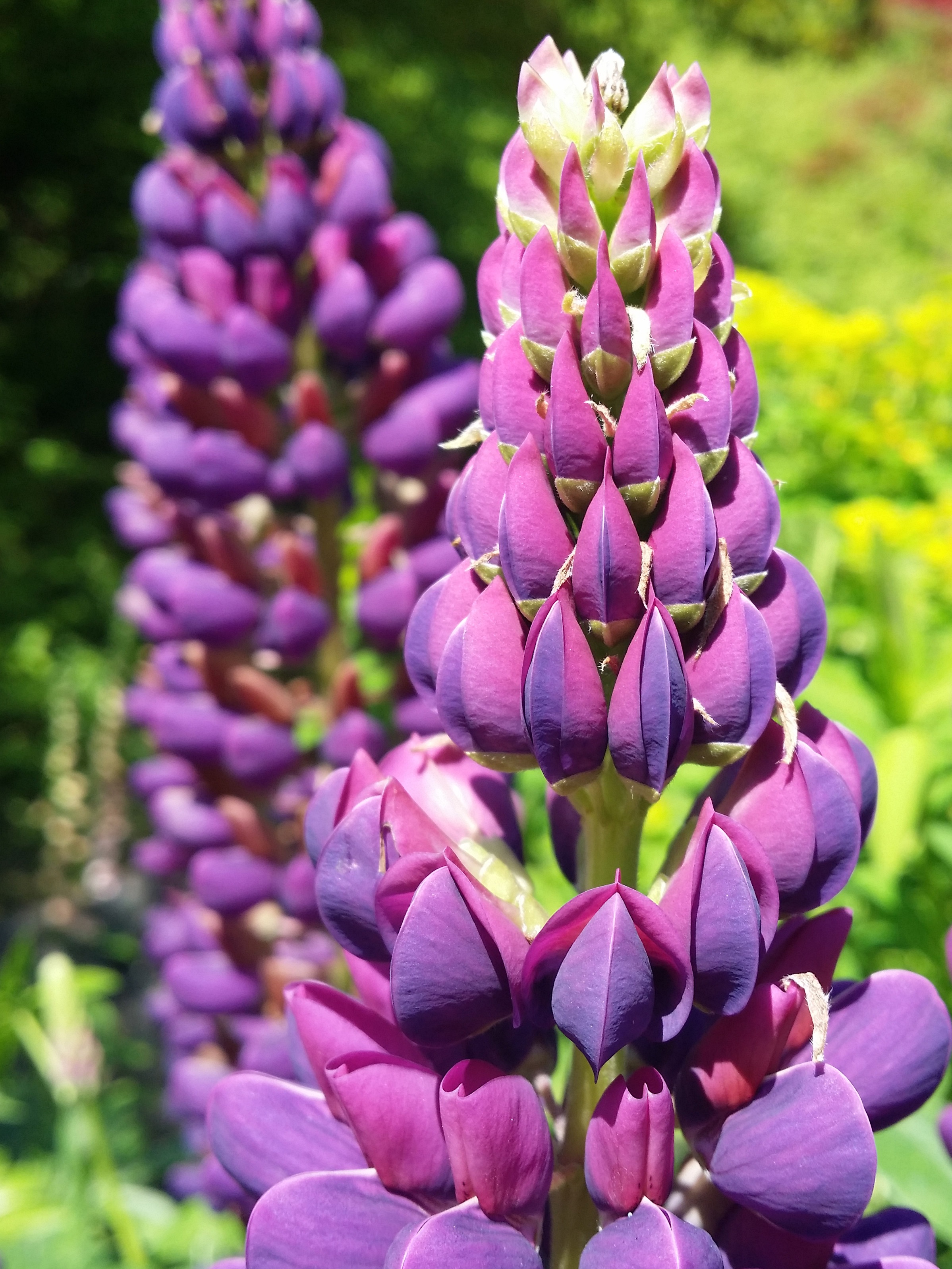 Purple lupin flower free image download