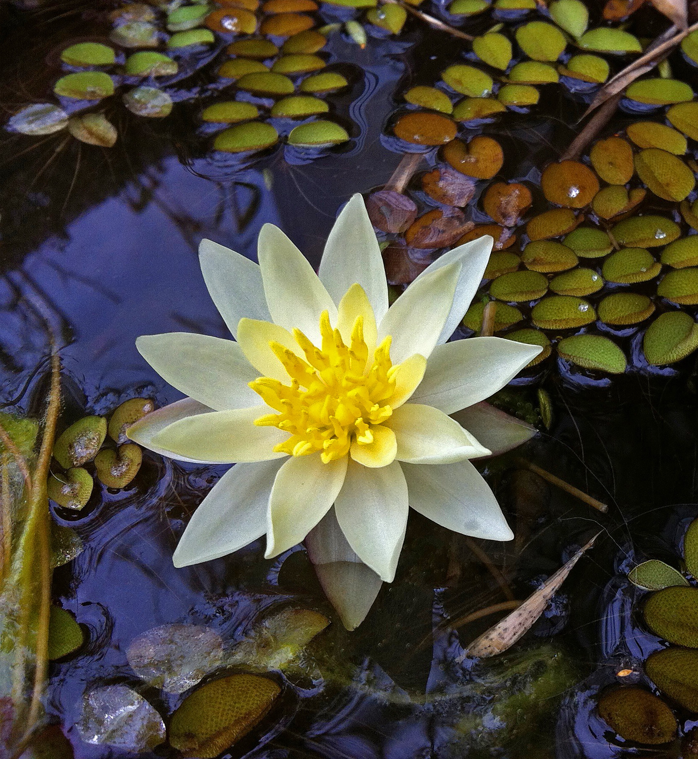 Light yellow water lily free image download