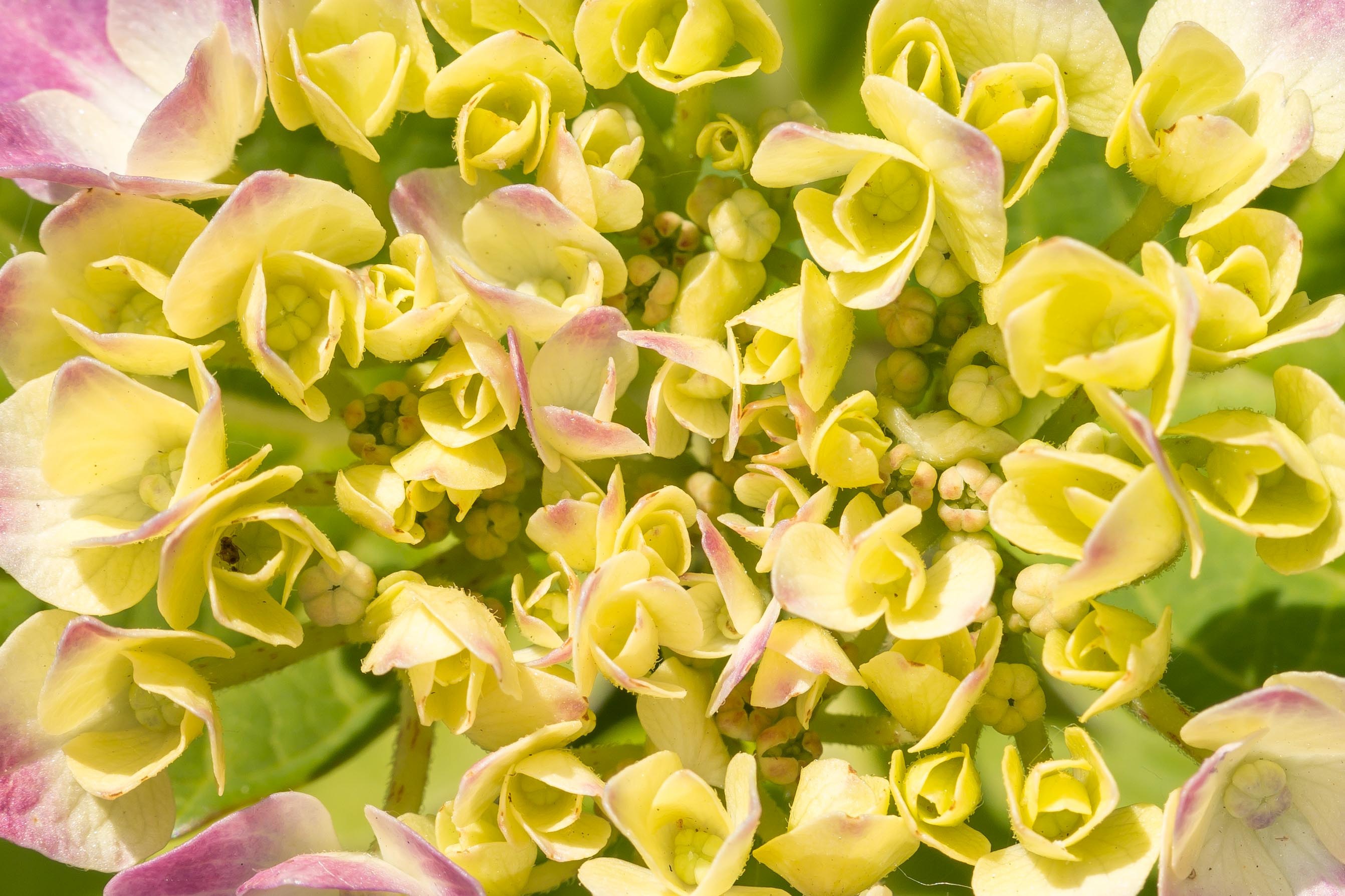 Photo of the yellow hydrangea flowers free image download