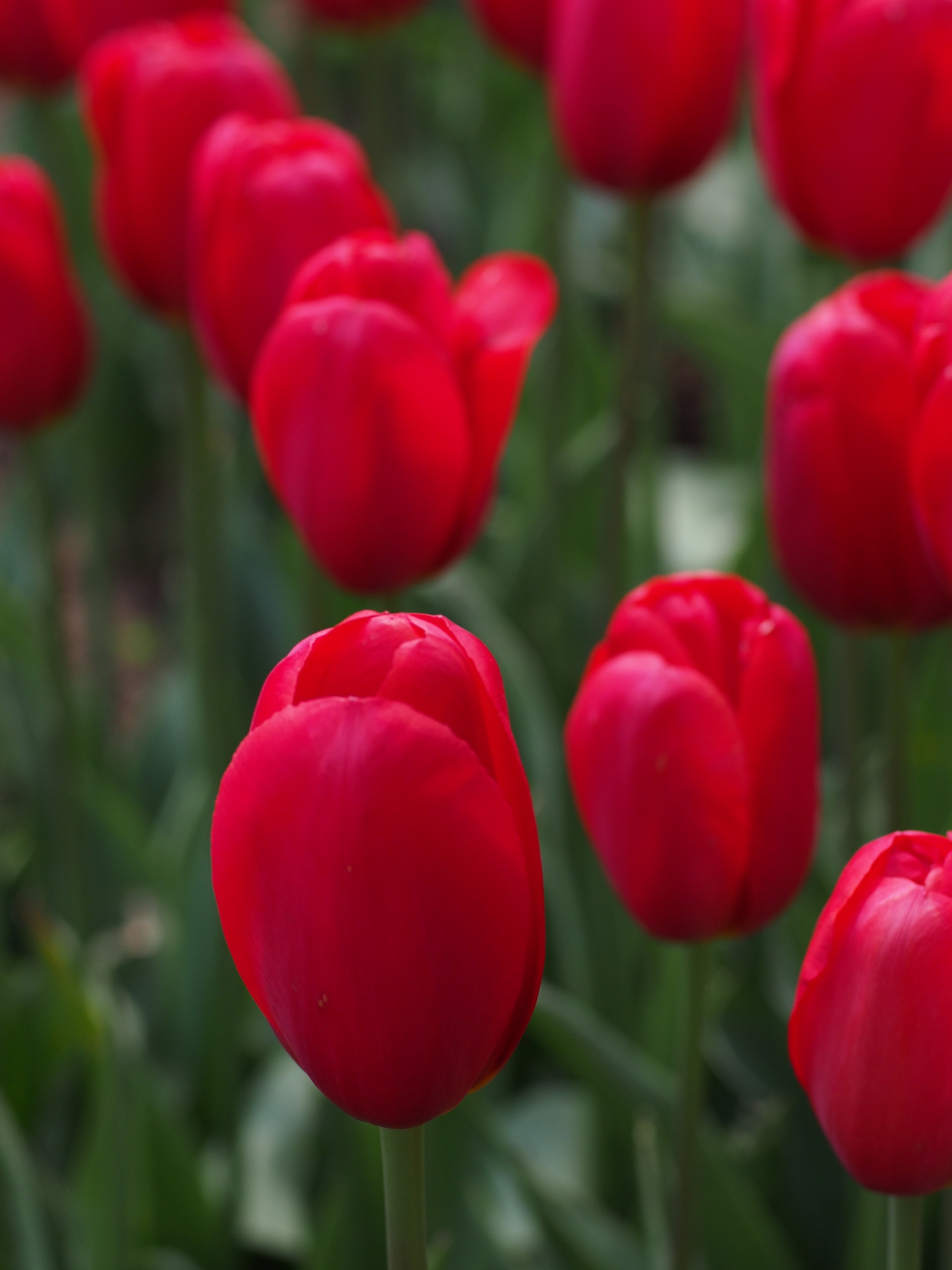 Japan tulip natural flowers free image download