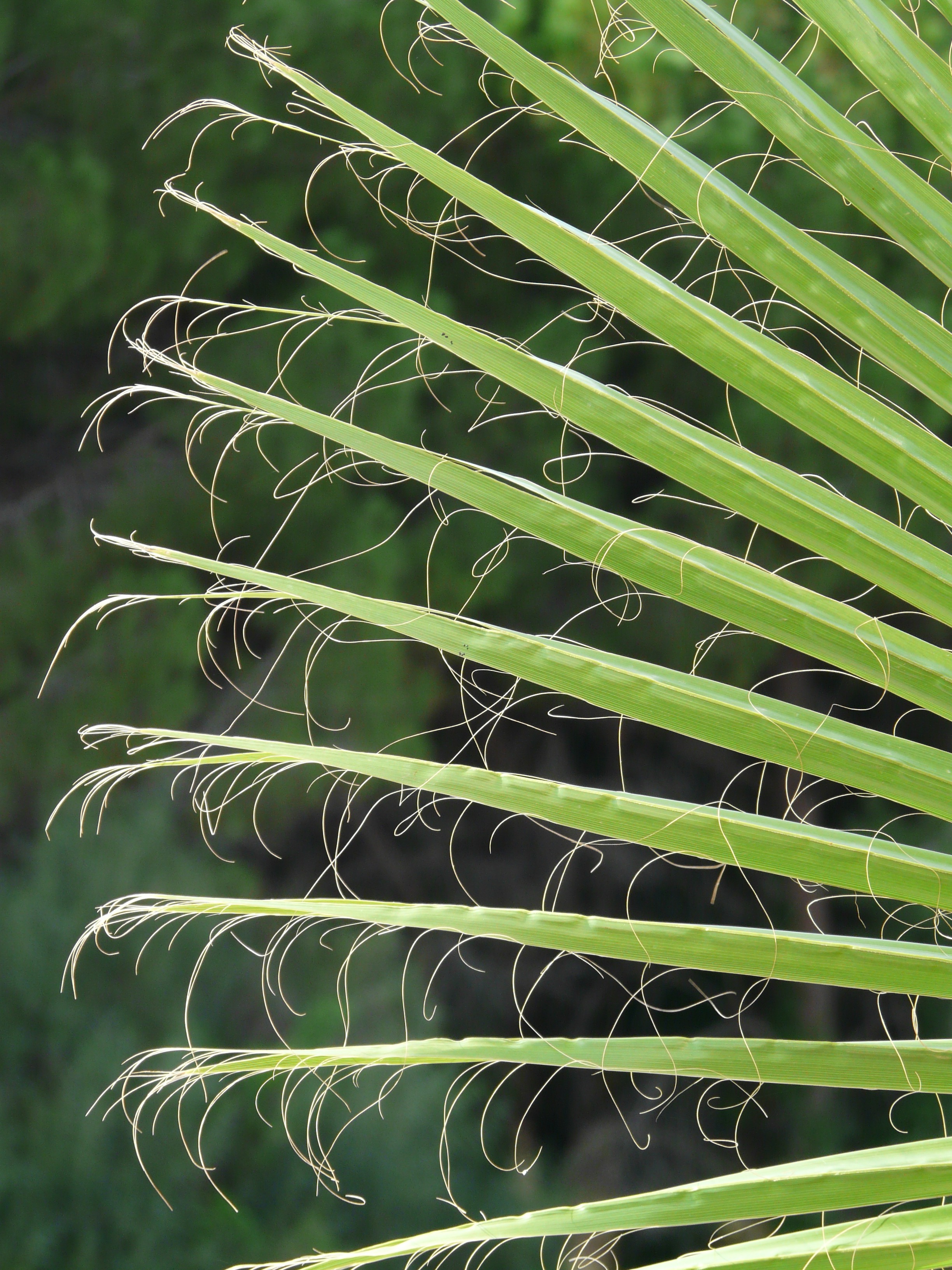 James palm fronds free image download