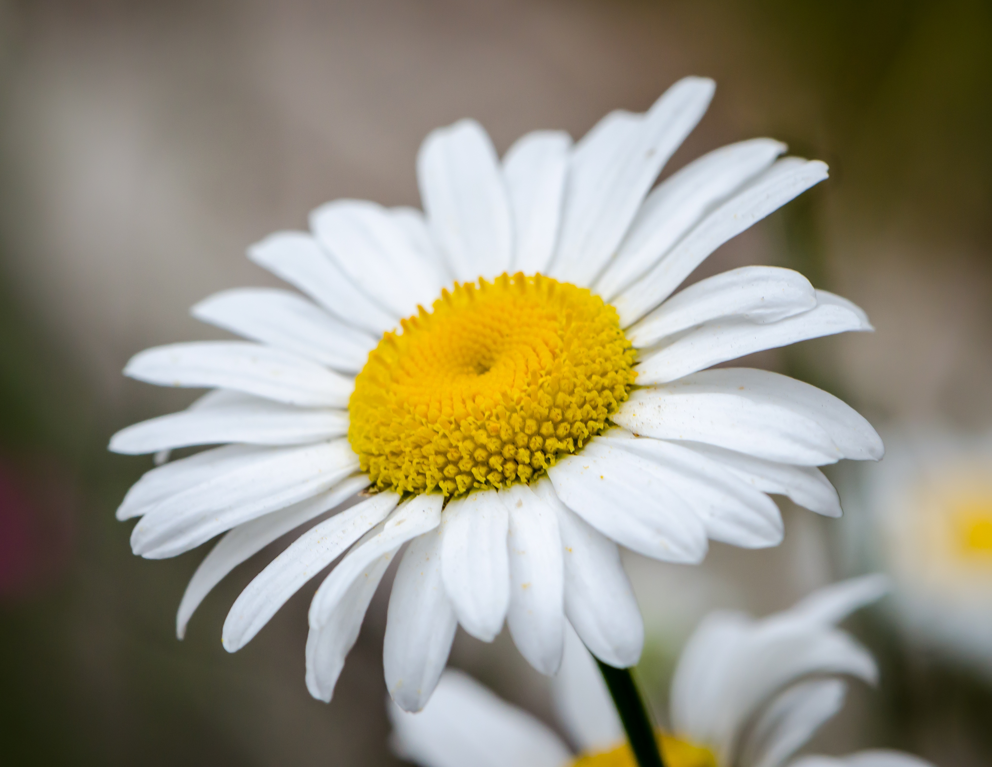 Close up photo of daisy flower free image download