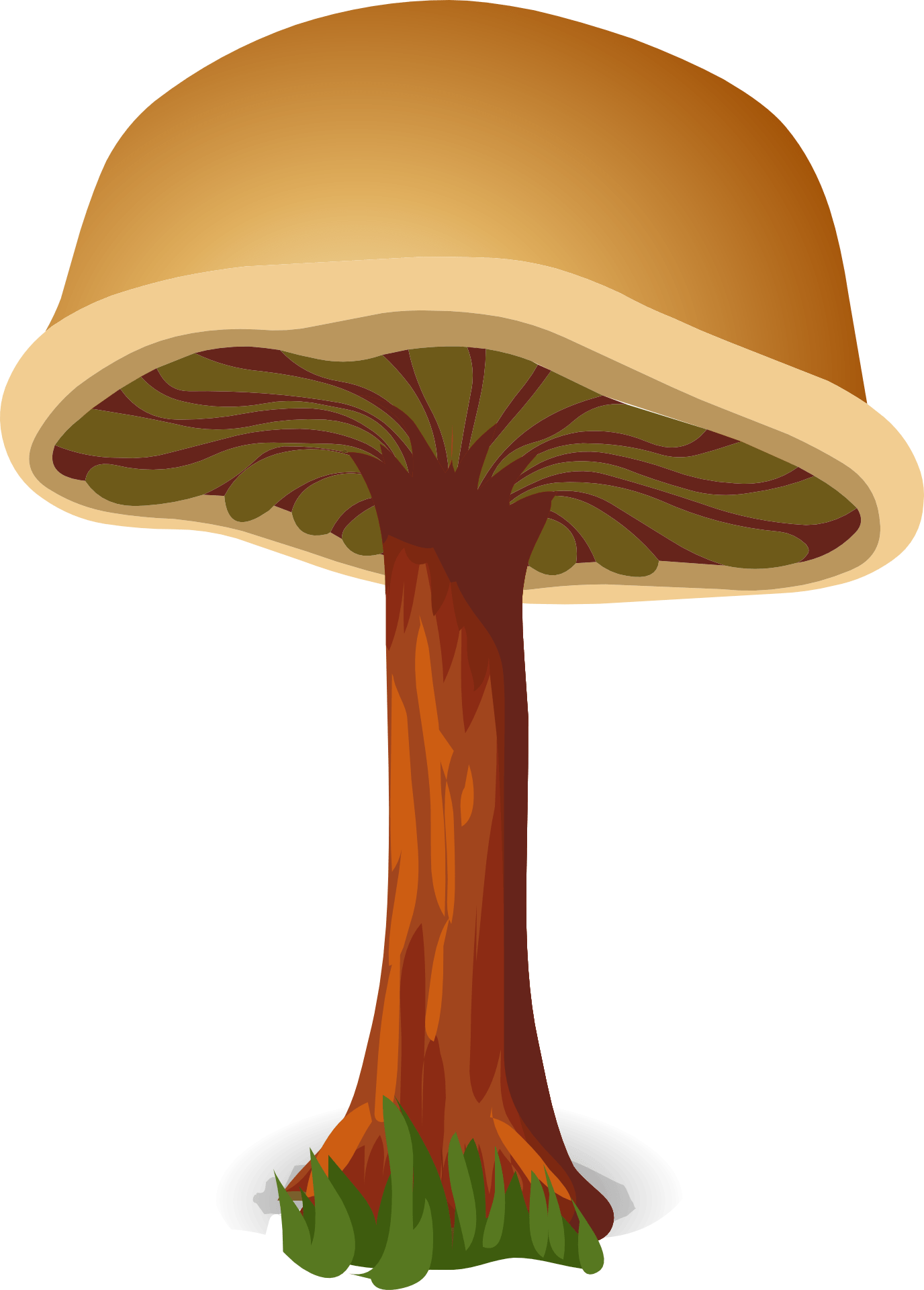 Mushroom brown harmless drawing free image download