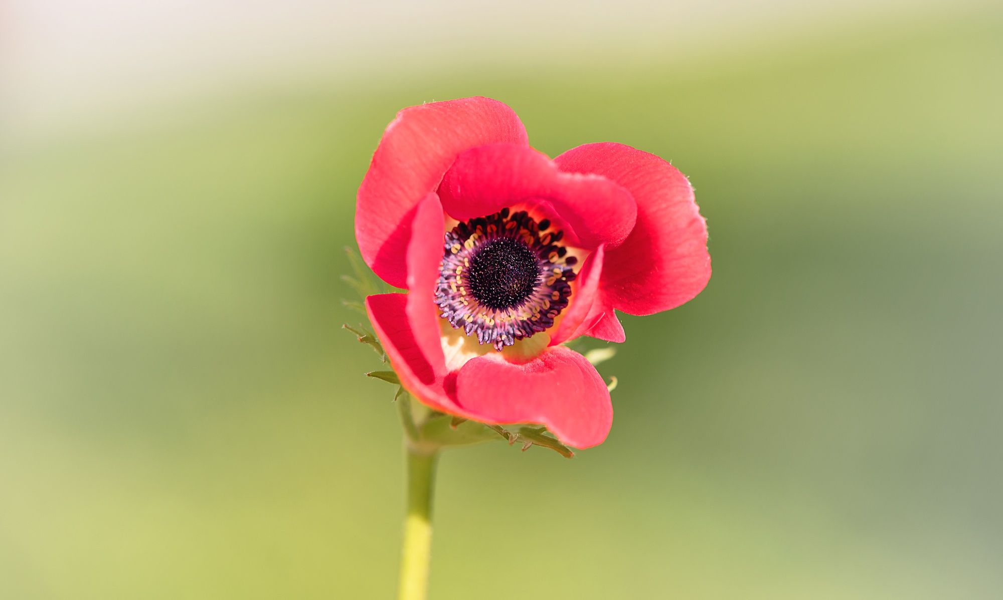 Poppy flower close up free image download