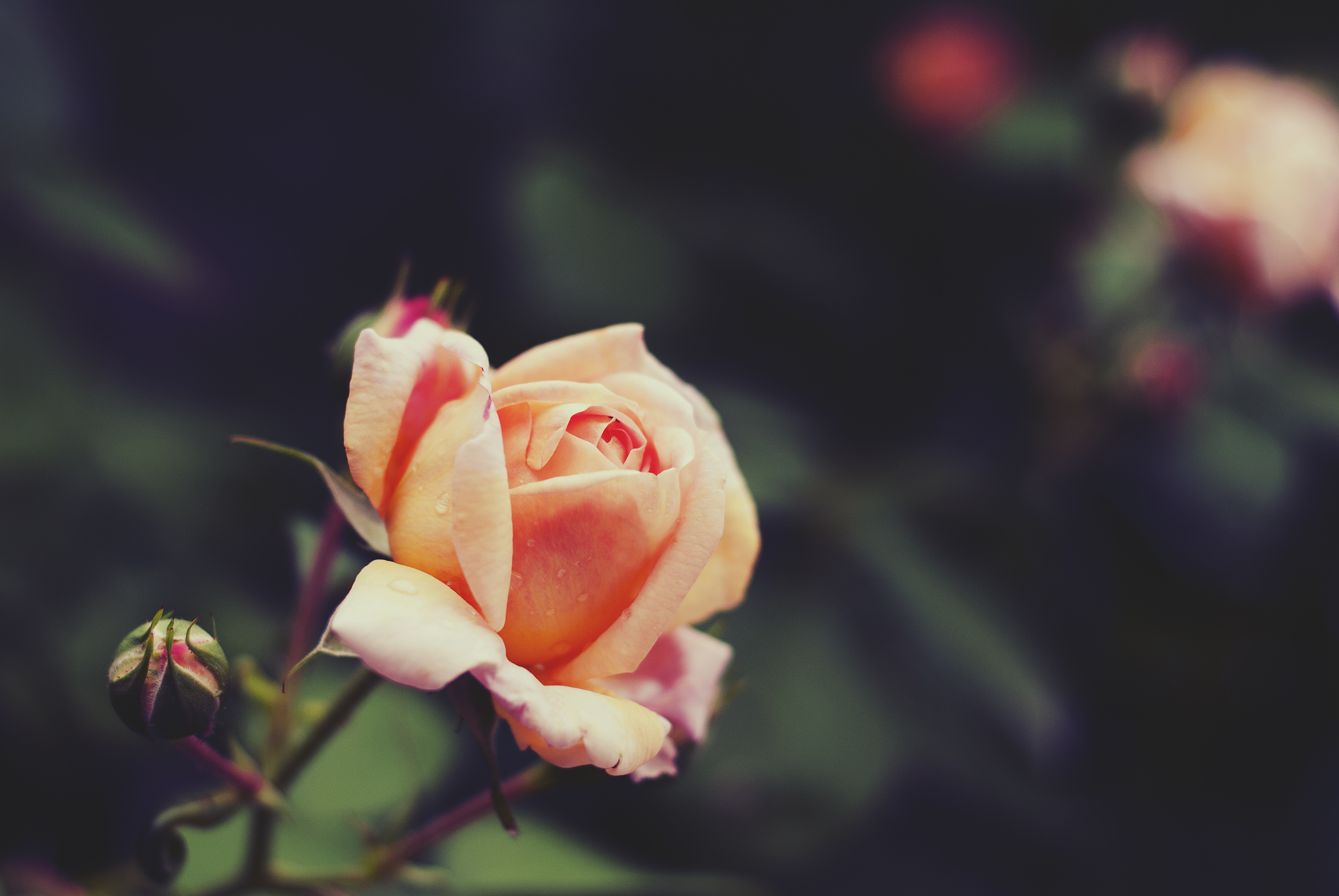 Dizzy rose flower free image download