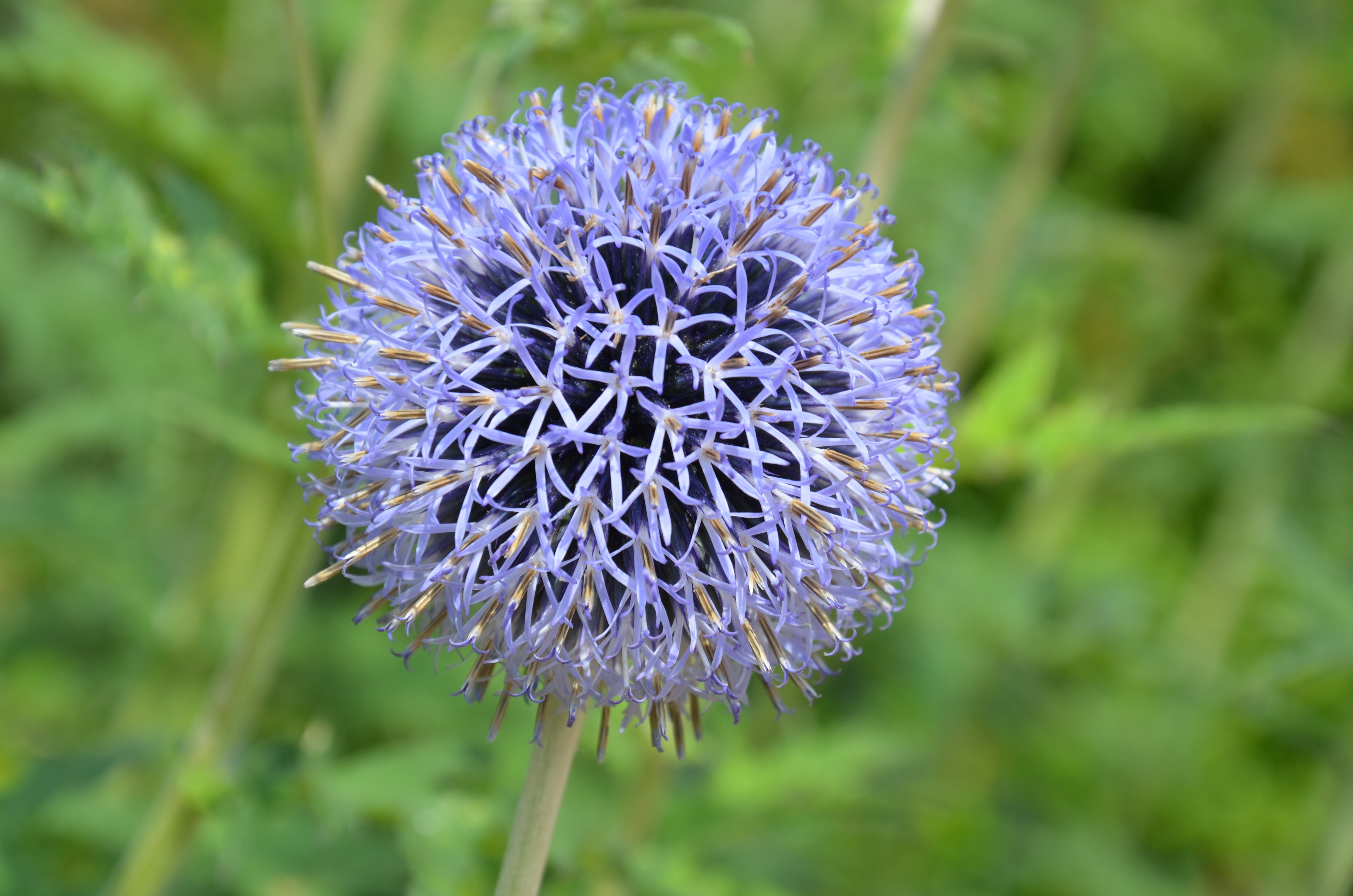 Thistle globe flower free image download