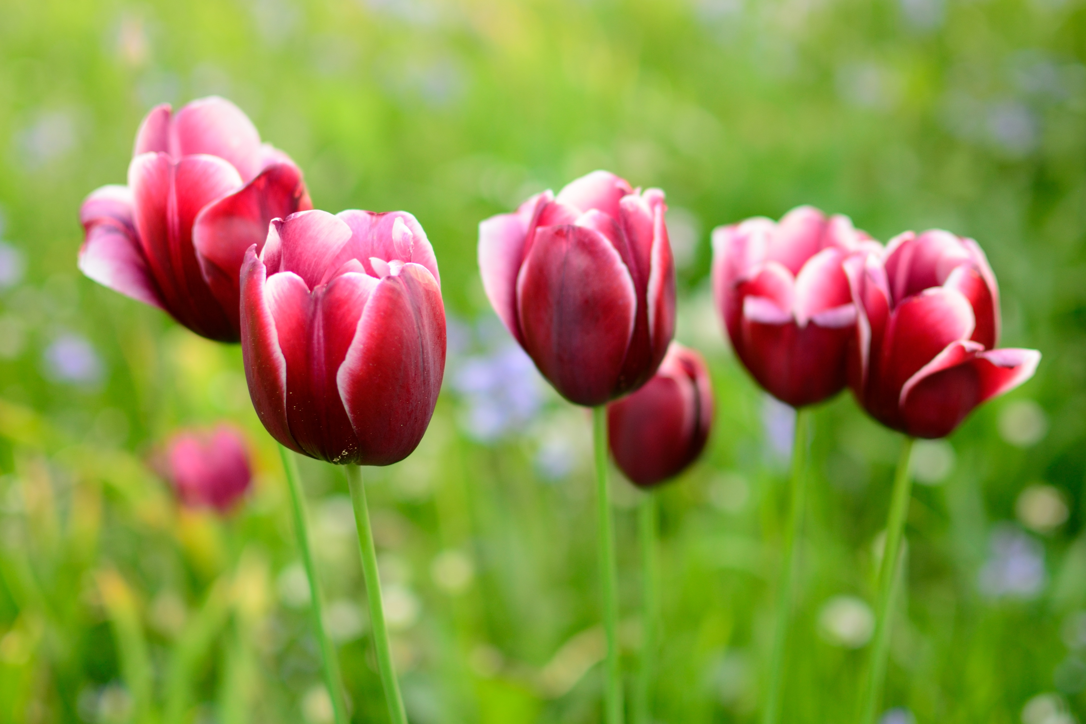 Early blooming tulip flower free image download