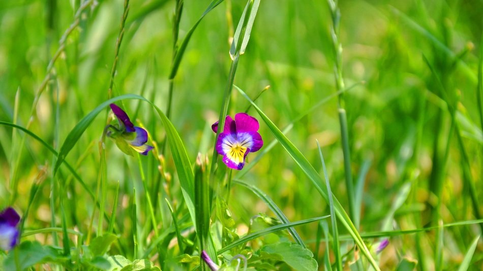 Girl picking flowers on a summer meadow free image download