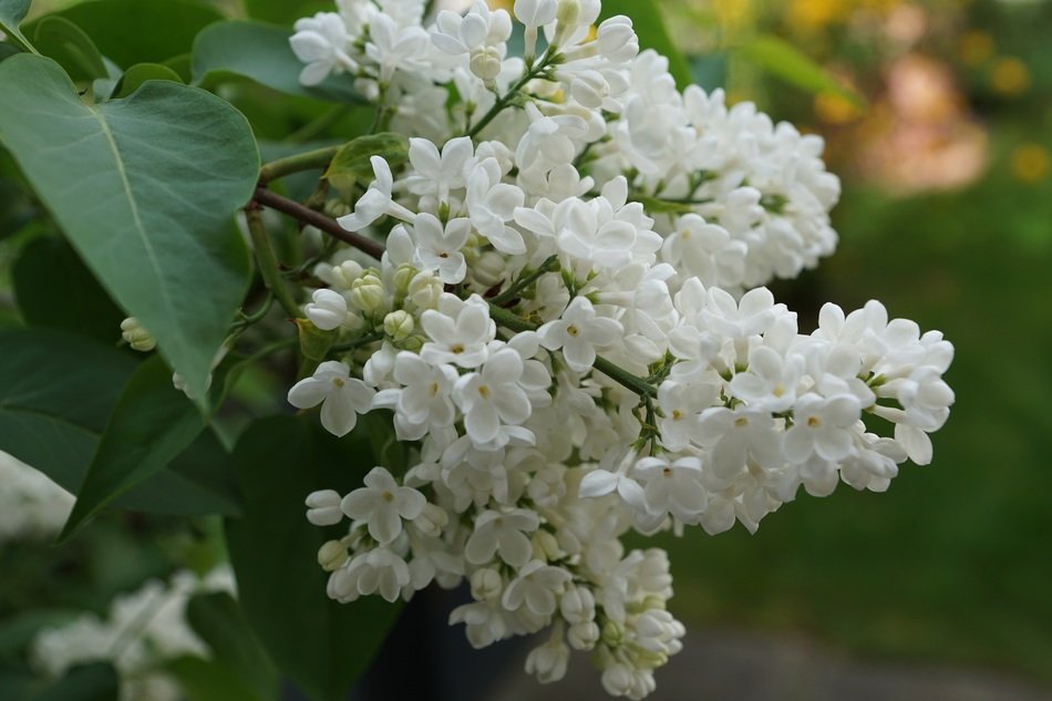 Bush of white lilac free image download