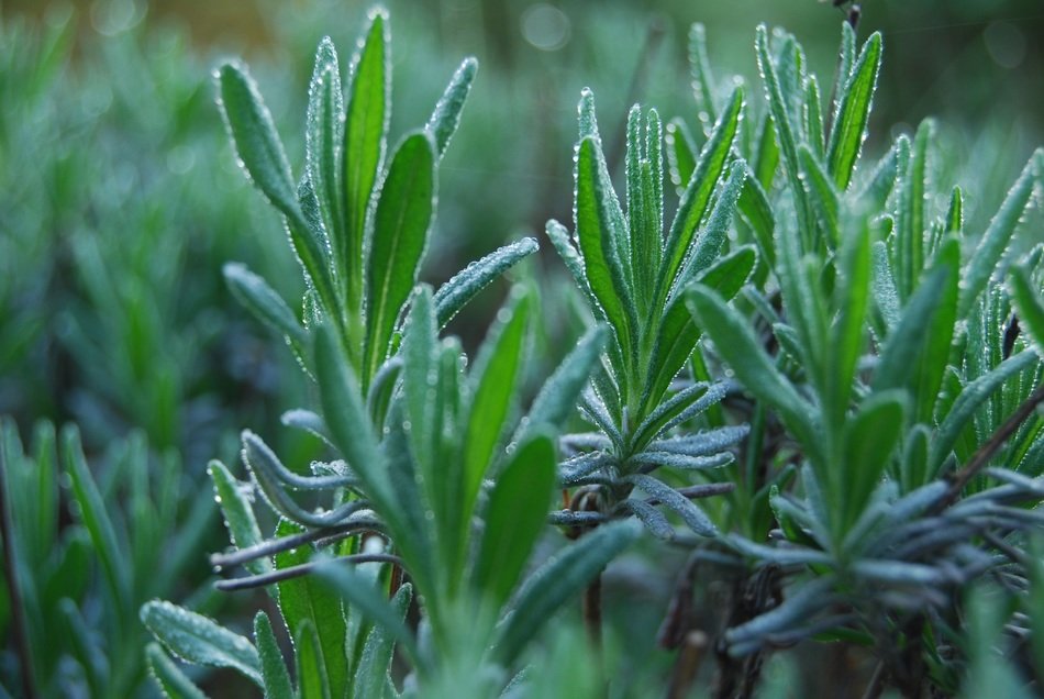 Water drops on lavender leaves free image download