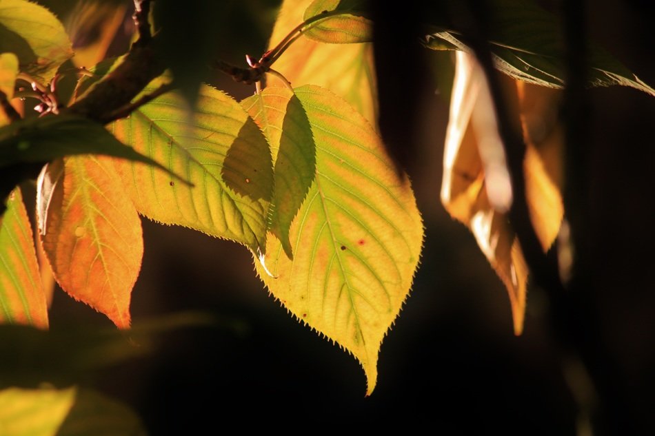 Yellow leaves on a cherry tree free image download