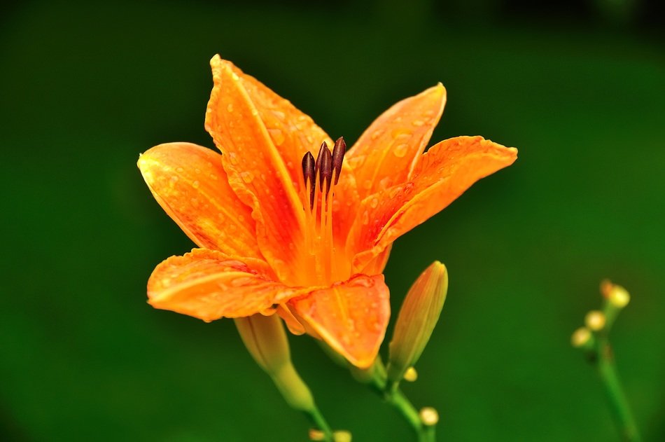 Orange flower grows in the garden free image download