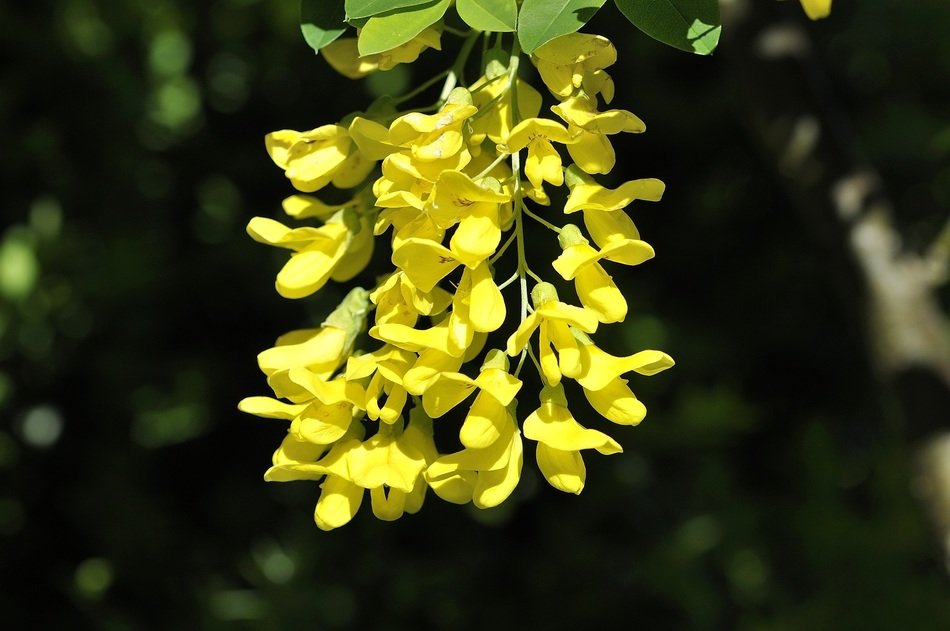 Yellow flowers on a tree in the forest free image download