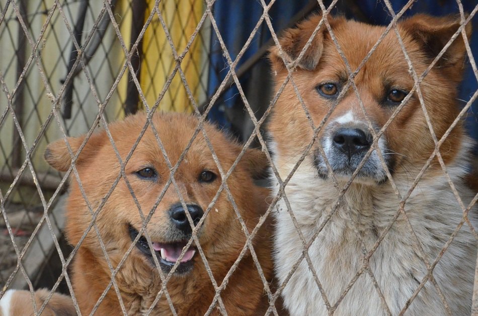 Two dogs in cage free image download