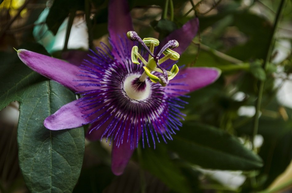 Passion flower plant blossom free image download