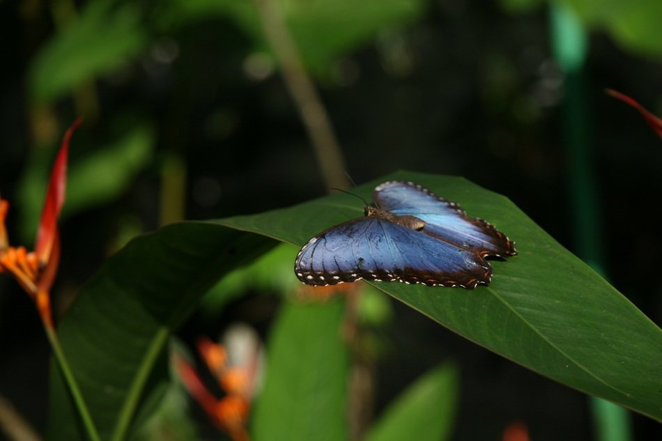 Blue morpho butterfly on the leaf free image download