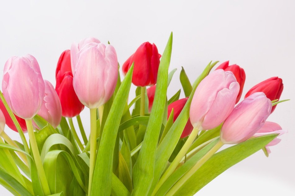 Beautiful tulips bouquet free image download
