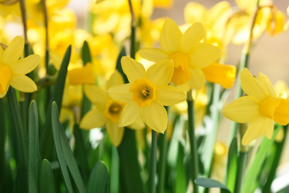 Yellow daffodils spring flowers free image download